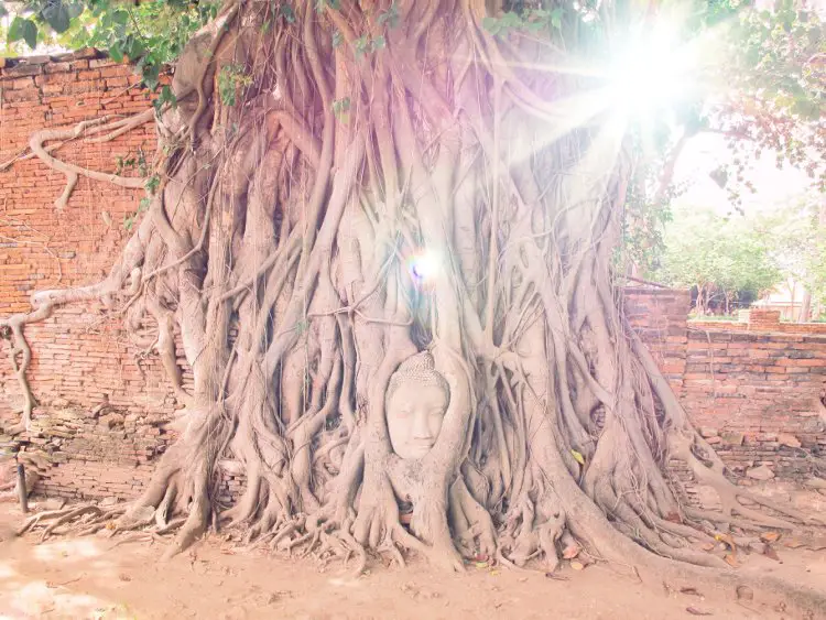 Religious significance Buddha head in tree Ayutthaya
