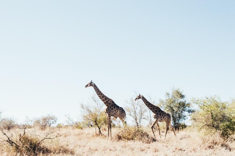 Giraffe safari Traveling South Africa travel tips