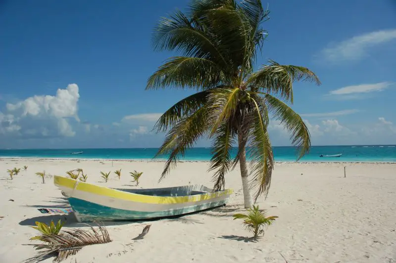 Lone palm tree boat short beach quotes