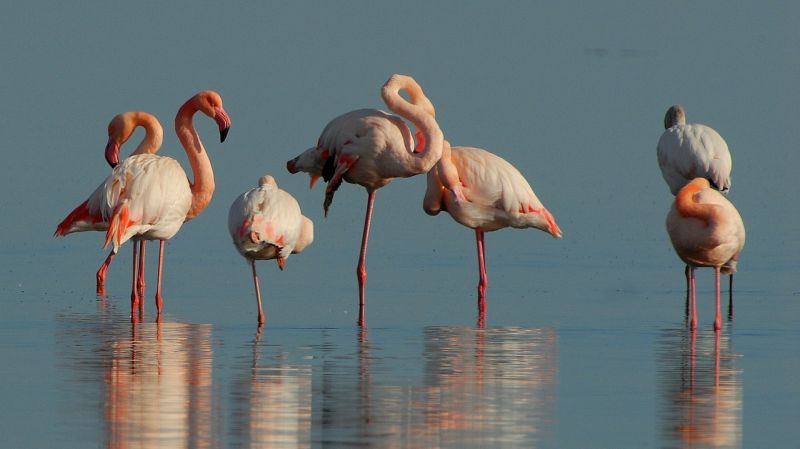 Aruba flamingo beach birds sea