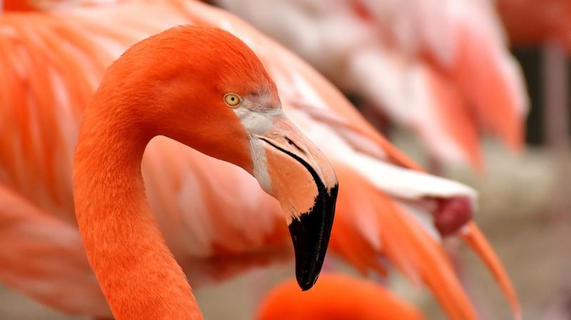 Aruba flamingo beach