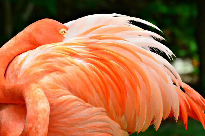 flamingo bird feathers aruba beach