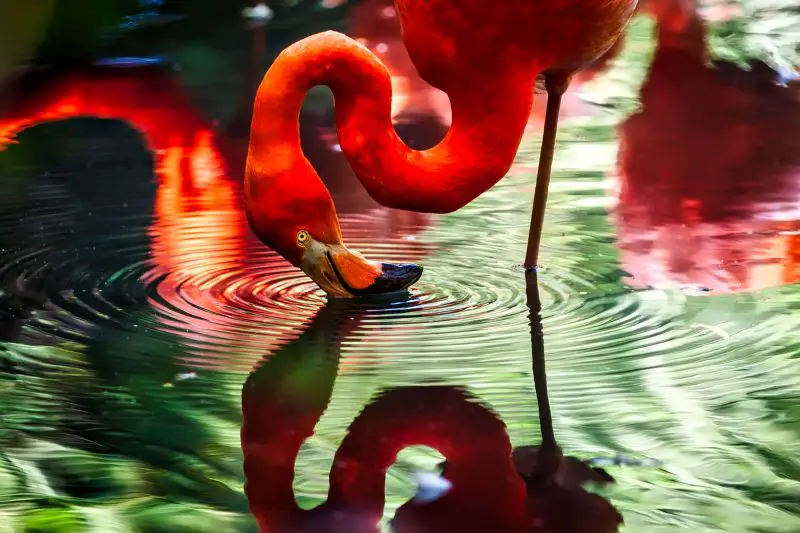flamingo drinking water at aruba flamingo beach