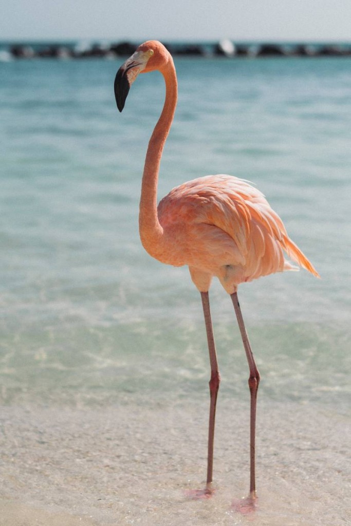 flamingo on aruba flamingo beach