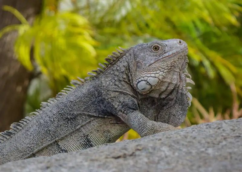 iguana beach renaissace aruba
