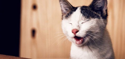 Adorable cat smiling smile quote