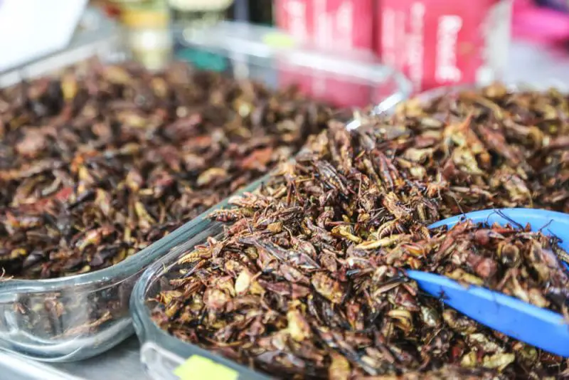 Chapulines Grasshoppers Pre-hispanic food Mexico city insect food