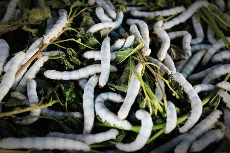 Eating Beondegi Silkworms in South Korea strange food