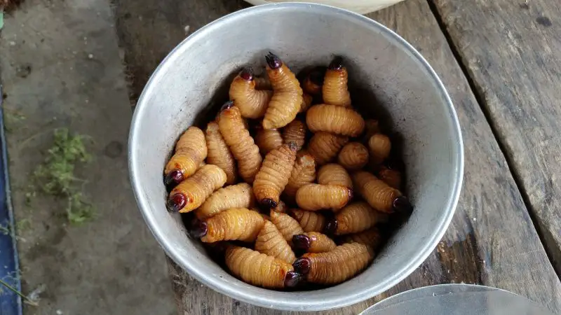 Eating Coconut silk worms in cup vietnam weird exotic food