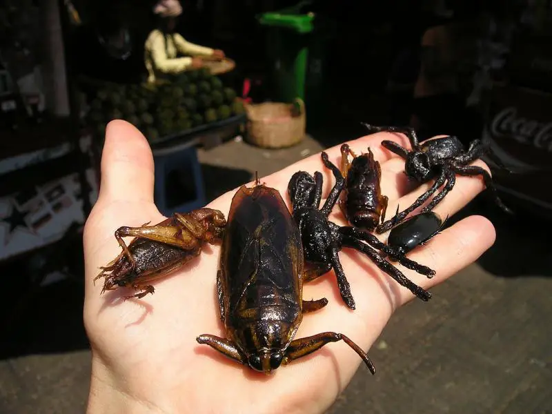 Eating Fried Insect Bugs in Thailand market adventurous food