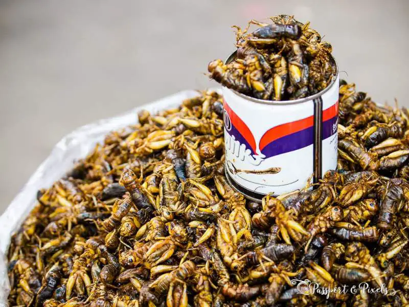 Eating Insects Locusts bugs Myanmar