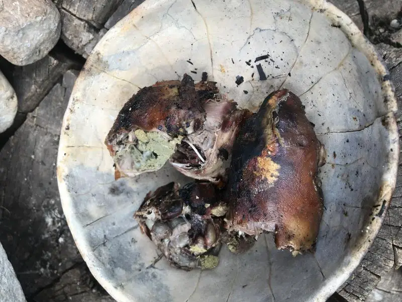 Eating Mexican Jungle Rat Playa del Carmen Mexico odd taboo food