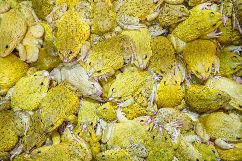 Eating frogs Asia Thailand Weird food around the world