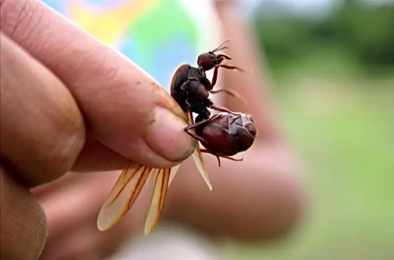 Hormiga Culona Big-butt ants Santander Colombia Weird food