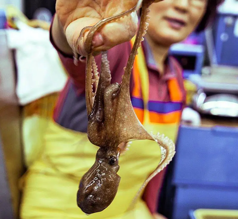 SanNakji live octopus korean market strange food