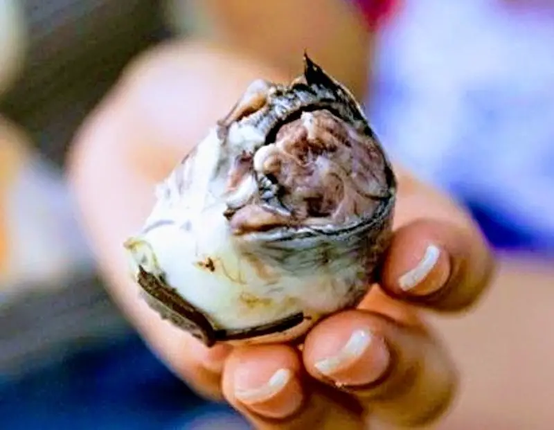 fertilised duck egg hot vit lon weird strange food vietnam