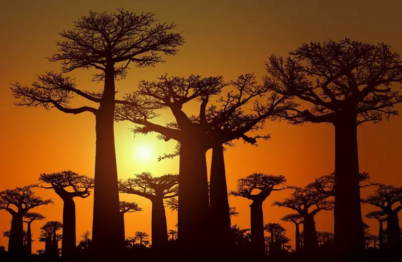 African sunset orange sky babobab trees Madagascar
