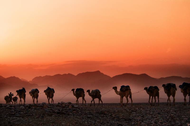 Beautiful African country Sunset in Africa Ethiopia camels