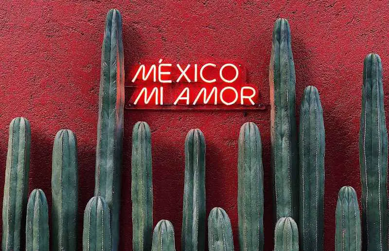 Facts for Mexico Mi amor cactus