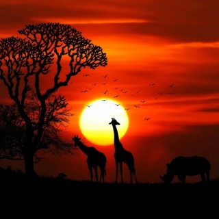 Beautiful African sunset Countries in Africa with animals safari