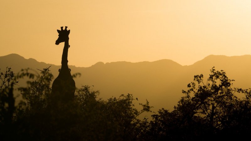 giraffe silhouette South African sunset beautiful