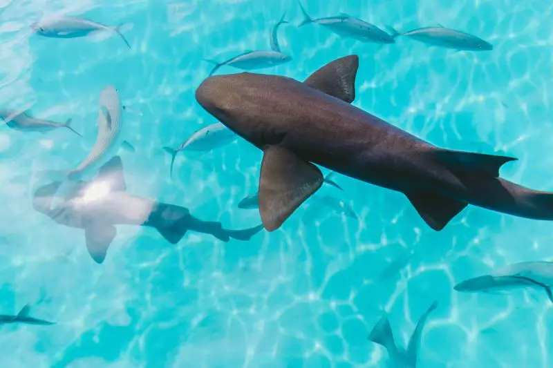 Marine life in South Pacific Bora Bora Sharks