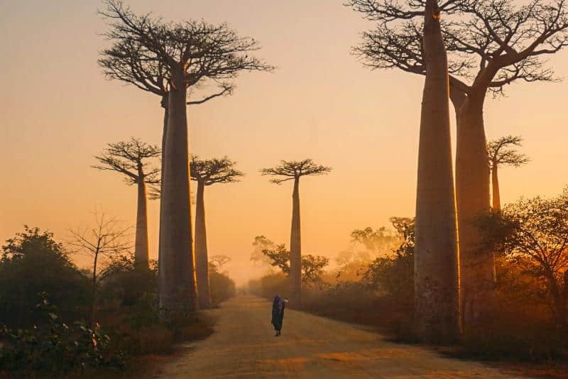 Avenue of the Baobabs Madagascar Landmark in Africa