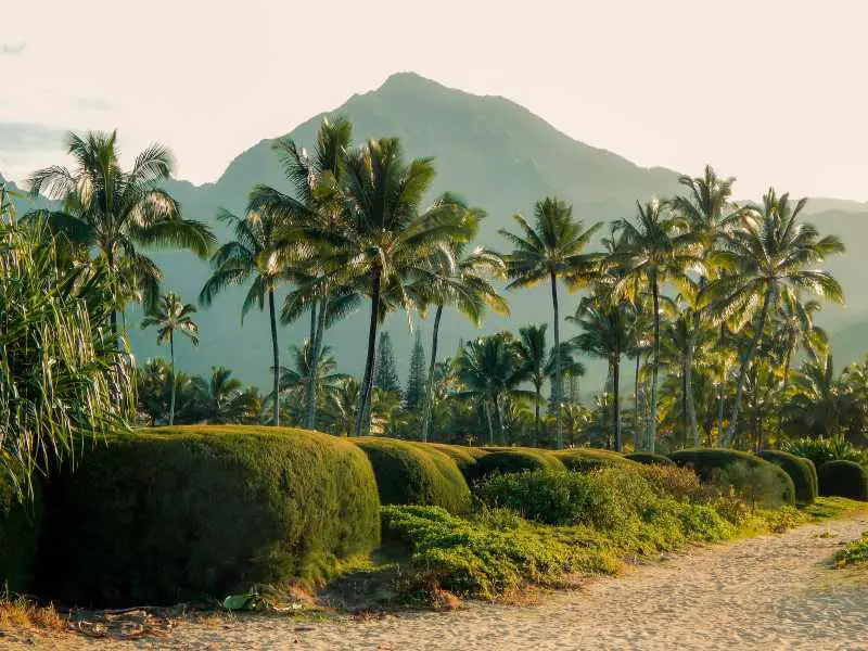 Palm trees Hawaii facts