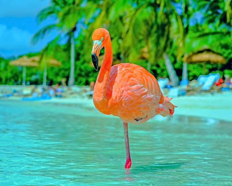Renaissance Flamingo beach Aruba island day pass