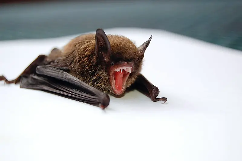 eating weird food bat meat