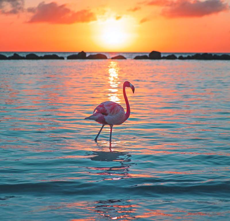 flamingo at sunset in aruba