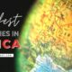 cheapest caribbean islands to visit in august Ranked: The safest countries in Africa safe country