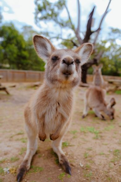 Kangaroos facts australia animals wildlife