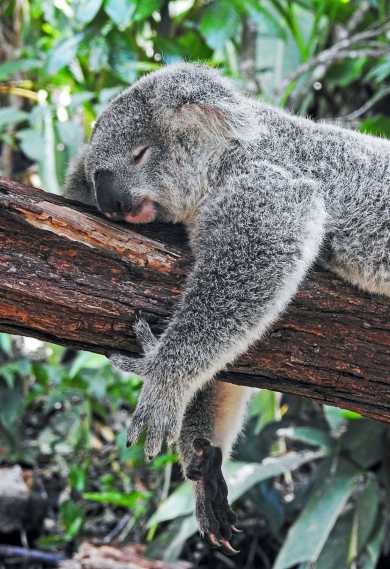 koala bear animals wildlife australian facts