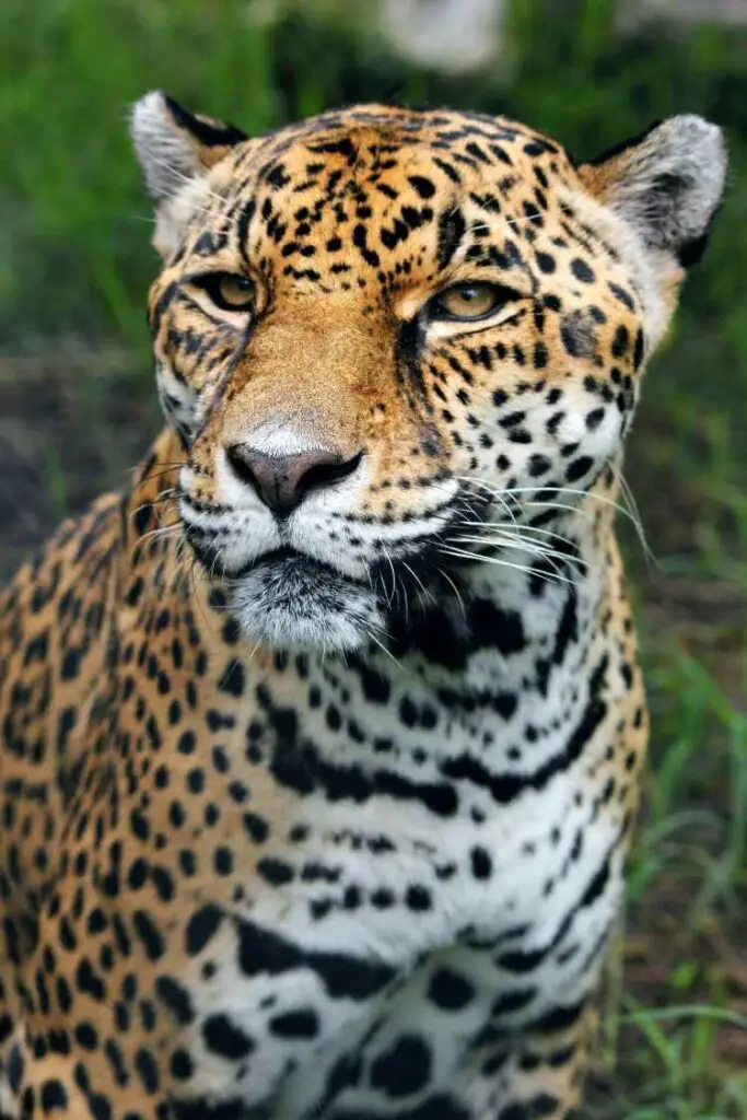 Jaguar costa rica animals pros and cons