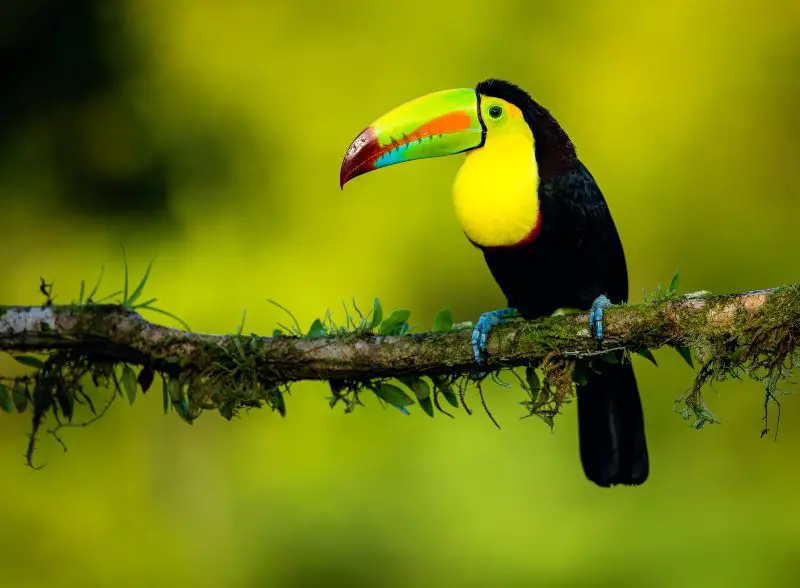Toucan birdlife costa rica living pros and cons