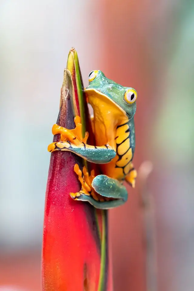 animals creatures pros and cons of living in costa rica