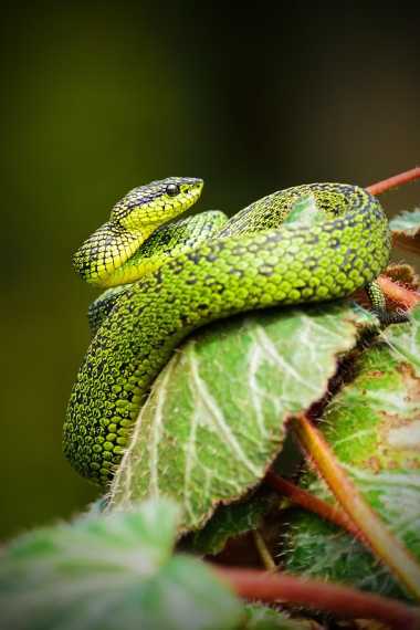 animals wildlife snakes costa rica