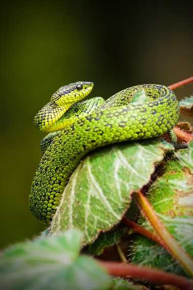 animals wildlife snakes costa rica