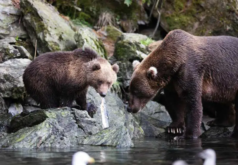 Wild animals Alaska things to know before a trip to Alaska