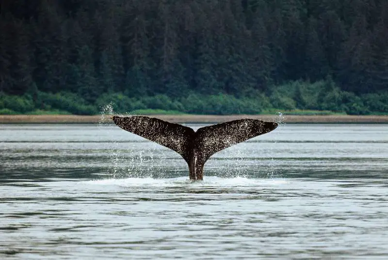 Wildlife in Alaska tips