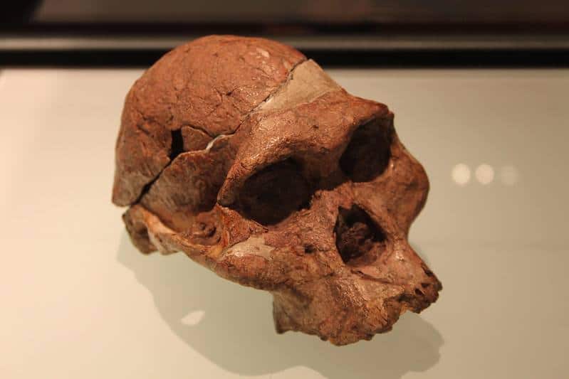 Cradle of humankind South Africa