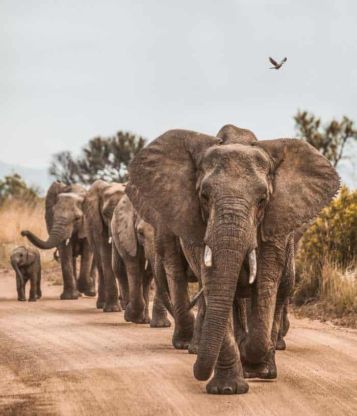 Elephants Kruger national parks South africa travel