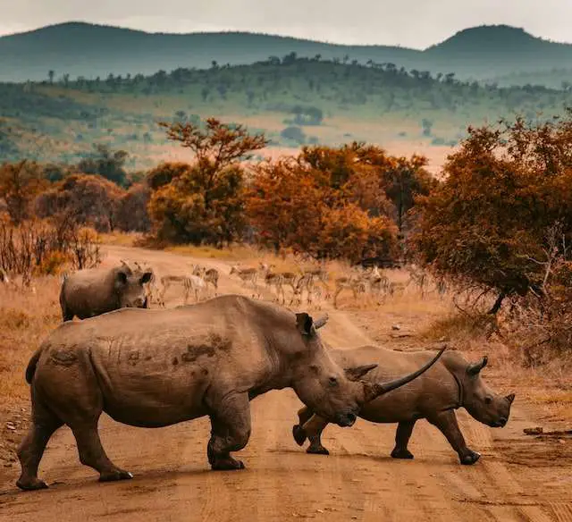 rhinos kruger national park