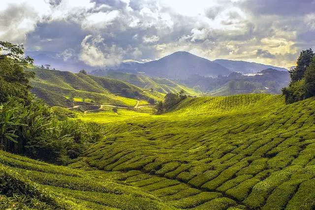 Living in Malaysia cameron highlands