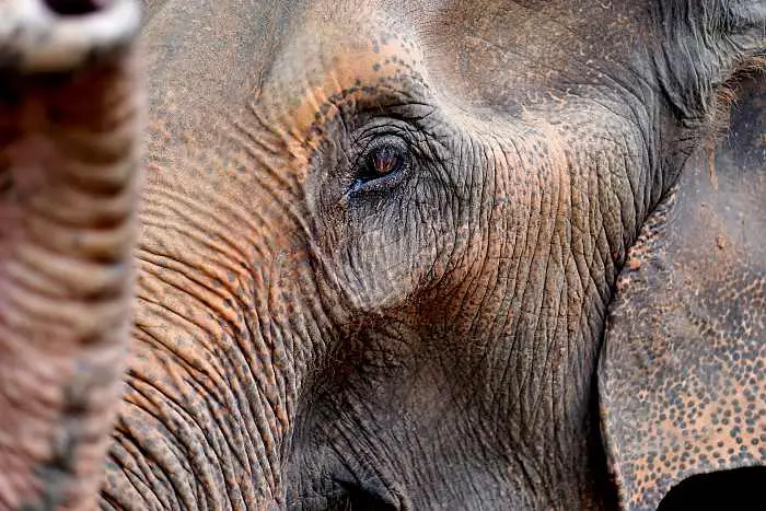 Asian Elephants of Thailand Chiand Mai sanctuaries