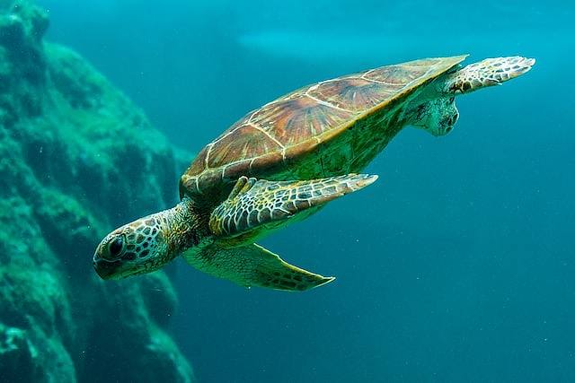 Marine life Hawaii Oahu things to do free cheap best