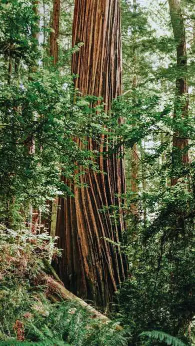 Road Trip stops redwood San Francisco to Portland