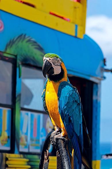 unique activities aruba