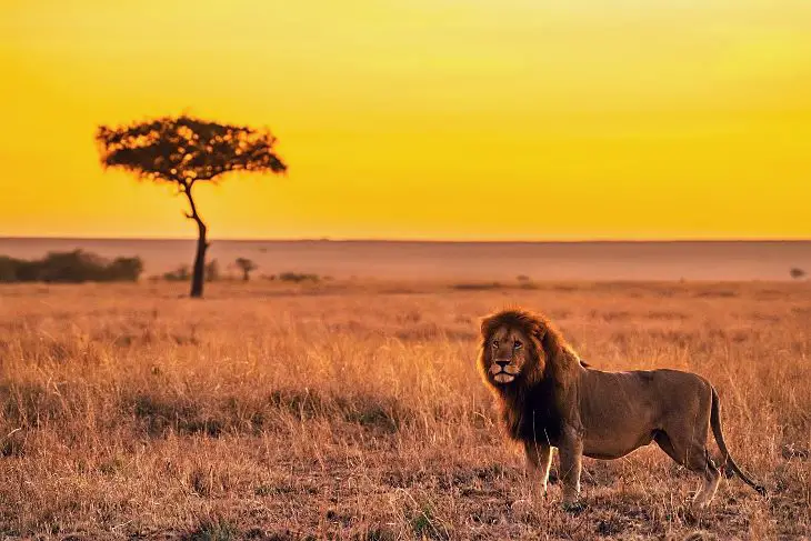 Best African safari places in Africa